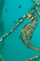 A male Golden / White's Seahorse (Hippocampus whitei) giving birth. Female seahorses lay their eggs into the male's brood pouch, where they develop. Manly, New South Wales, Australia, March.