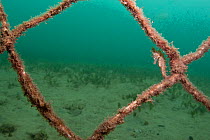 A Golden / White's Seahorse (Hippocampus whitei) camouflaged on a rope net. Manly, Sydney, New South Wales, Australia, March.