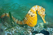 A female Large / Pot Bellied Seahorse (Hippocampus abdominalis). Mornington Peninsular, Victoria, Australia, March.