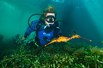A diver watching a Weedy Seadragon (Phyllopteryx taeniolatus) as it swims over a seagrass meadow. Flinders Jetty, Mornington Peninsular, Victoria, Australia, March.