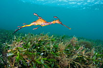 RF-  Juvenile Weedy Seadragon (Phyllopteryx taeniolatus) in  seagrass habitat. Flinders Jetty, Melbourne, Victoria, Australia, March. (This image may be licensed either as rights managed or royalty fr...