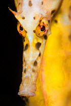 Large / Pot Bellied Seahorse (Hippocampus abdominalis) face portrait. Blairgowrie Marina, Mornington Peninsular, Victoria, Australia, March.