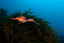 A colourful Weedy Seadragon (Phyllopteryx taeniolatus) swims in front on kelp. Weedy Seadragons vary greatly in colour across their range, this individual is typical of Tasmania. Waterfall Bay, Eagle...