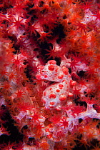 A Pygmy Seahorse (Hippocampus bargibanti) camouflaged in red Seafan (Muricella sp.). Pygmy Seahorses are small, most less than 15mm in length. Tulamben, Bali, Indonesia, October.