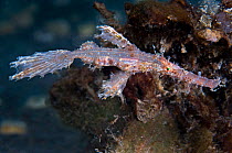 A female Roughsnout Ghost Pipefish (Solenostomus paeginius / cyanopterus). North coast of Bali, Indonesia, September.
