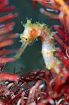 A young Thorny Seahorse (Hippocampus hystrix) hides in the "arms" of a feather star (Crinoid). Tulamben, Bali, Indonesia, Java Sea, September.