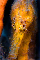 A portrait of the face of a yellow Common / Spotted Seahorse (Hippocampus kuda) next to an orange sponge. Tulamben, Bali, Indonesia, Java Sea, September.