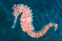 A female Thorny Seahorse (Hippocampus histrix). Tulamben, Bali, Indonesia, Java Sea, September.