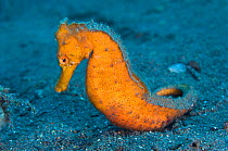 RF- Orange Common / Spotted Seahorse (Hippocampus kuda) on seabed. Tulamben, Bali, Indonesia, Java Sea. (This image may be licensed either as rights managed or royalty free.)