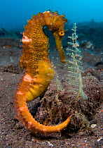 A male Thorny Seahorse (Hippocampus histrix) on the seabed next to some hydroids. Tulamben, Bali, Indonesia, Java Sea, August.