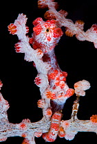 A Pygmy Seahorse (Hippocampus bargibanti) in red seafan (Muricella sp.). Pygmy Seahorses are small, most less than 15mm in total length. Tulamben, Bali, Indonesia, Java Sea, August.
