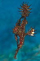 The smaller male ornate Ghost Pipefish (Solenostomus paradoxus) turns belly to belly with the larger female ghost pipefish and fertilises the eggs in her brood pouch. Unlike many seahorses, pipefish a...