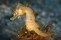 A female Common / Short Snouted Seahorse (Hippocampus hippocampus). Sardina, Gran Canaria, Canary Islands, Spain, May.