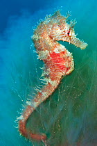 A female Spiny Seahorse (Hippocampus guttulatus). Sardina, Gran Canaria, Canary Islands, Spain, October.