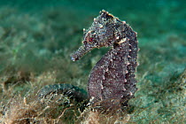 A female Lined / Northern Seahorse (Hippocampus erectus) on the seabed. Blue Heron Bridge, West Palm Beach, Florida, USA, May.
