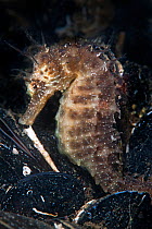 A Spiny Seahorse (Hippocampus guttulatus) in a mussel bed (Mytilus edulis). Thau Lagoon, Montpellier, France, September.