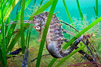 A male Spiny Seahorse (Hippocampus guttulatus) hides in seagrass. Etang De Thau (Thau Lagoon), Montpellier, France, Europe, September.