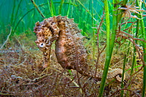 A female Spiny Seahorse (Hippocampus guttulatus) in a seagrass meadow. Thau Lagoon, Montpellier, France, Europe, September.