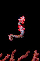 A Pygmy Seahorse (Hippocampus bargibanti) swimming in open water above its home seafan. Pygmy seahorses are small, most less than 15mm in total length. Lembeh Strait, Sulawesi, Indonesia, Celebes Sea,...