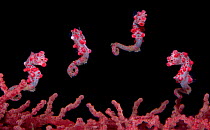 A digital composite of a Pygmy Seahorse (Hippocampus bargibanti) swimming over a seafan (Muricella sp.). Pygmy seahorses are small, most less than 15mm in total length. Lembeh Strait, Sulawesi, Indone...