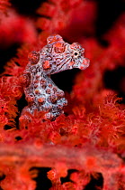 Pygmy Seahore (Hippocampus bargibanti) in red seafan. Pygmy seahorses are small, most less than 15mm in total length. Lembeh Strait, Sulawesi, Indonesia, June.