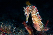 A male yellow Seahorse (Hippocampus kuda). Lembeh Strait, Sulawesi, Indonesia, June.