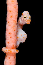 Denise's Pygmy Seahorse (Hippocampus denise) on a coral seafan. Misool, Raja Ampat, West Papua, Indonesia, November.