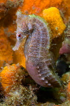 A White's Seahorse (Hippocampus whitei) in orange sponges. Nelson Bay, New South Wales, Australia, November.