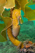 A heavily pregnant male White's Seahorse (Hippocampus whitei) grips onto the stipe of a kelp. Sydney Harbour, New South Wales, Australia, November.