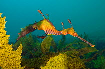A male Weedy Seadragon (Phyllopteryx taeniolatus) swimming over seaweeds, carrying eggs under his tail. Sydney, New South Wales, Australia, November.
