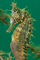 A portrait of a male White's Seahorse (Hippocampus whitei). Chowder Bay, Sydney Harbour, New South Wales, Australia, November.