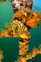 A Large / Pot Bellied Seahorse (Hippocampus abdominalis) hiding in sponges. Manly, New South Wales, Australia, November.