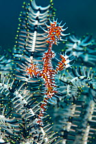 An Ornate Ghost Pipefish (Solenostomus paradoxus) in front of a crinoid. Raja Ampat, West Papua, Indonesia, February.