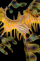 A parasitic isopod attached to a Leafy Seadragon (Phycodurus eques). This species of isopod has an ornately shaped carapace to disguise it on the seadragon. Wool Bay Jetty, Edithburgh, Yorke Peninsula...