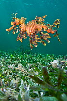 A male Leafy Seadragon (Phycodurus eques) swimming. Wool Bay Jetty, Edithburgh, Yorke Peninsular, South Australia, November.