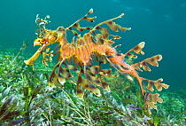 A male Leafy Seadragon (Phycodurus eques) carries a new batch of eggs on his tail. Wool Bay Jetty, Edithburgh, Yorke Peninsula, South Australia, November.