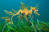 A Leafy Seadragon (Phycodurus eques) swims over a seagrass bed. Wool Bay Jetty, Edithburgh, Yorke Peninsular, South Australia, November.