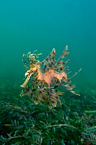 A Leafy Seadragon (Phycodurus eques) swims over seagrass. Wool Bay Jetty, Edithburgh, Yorke Peninsular, South Australia, November.