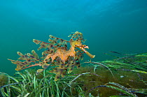 An adult Leafy Seadragon (Phycodurus eques) swims over a bed of seagrass. Wool Bay Jetty, Edithburgh, Yorke Peninsular, South Australia, November.