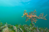 A Leafy Seadragon (Phycodurus eques) swims over seagrass meadow. Wool Bay, Edithburgh, South Australia, November.