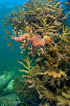 A pair of Leafy Seadragons (Phycodurus eques) camouflaged as they shelter amongst seaweeds. The upper individual is a male carrying eggs. Wool Bay Jetty, Edithburgh, Yorke Peninsular, South Australia,...