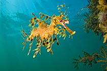 A Leafy Seadragon (Phycodurus eques) photographed against open water.  Wool Bay Jetty, Edithburgh, Yorke Peninsular, South Australia, December.