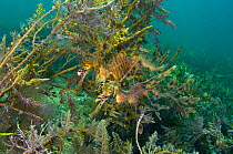 A pair of Leafy Seadragons (Phycodurus eques) camouflaged  sheltering amongst seaweeds. Wool Bay Jetty, Edithburgh, Yorke Peninsular, South Australia, December.