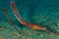 A pair of robust Ghost Pipefish (Solenostomus cyanopterus) swimming over sand. The larger individual is the female. Buyat Bay, Sulawesi, Indonesia, February.