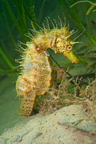 An adult female Spiny Seahorse (Hippocampus guttulatus) in a meadow of seagrass (Zostera marina). Studland Bay, Dorset, England, UK, August. Photographed under licence from Marine Management Organisat...