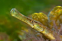 A Deep-Snouted / Broadnosed Pipefish (Syngnathus typhle) head in profile. The flattened body shape of this species resembles a blade of seagrass aiding its camouflage. Swanage Bay, Dorset, England, UK...