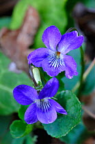 Common Dog Violet (Viola riviniana) in flower. Dorset, UK, April.