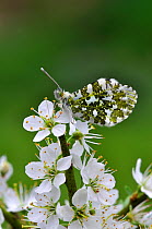 Orange Tip Butterfly (Anthocharis cardamines) at rest on Blackthorn (prunus spinosa) blossom. Dorset, UK, April.
