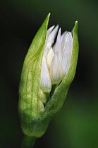 Ramsons / Wild Garlic / Buckrams (Allium ursinum) flower bud opening. Dorset, UK, April.