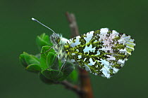 Orange tip butterfly (Anthocharis cardamines) at rest. Dorset, UK, May.